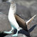 Blue-footed Booby